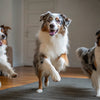 A Forks Tale Dog Food Recipe: Elevating Your Pup's Dining Experience with Houndsy