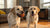 Air Dried vs Dehydrated Dog Food: Understanding the Differences for Optimal Pet Nutrition