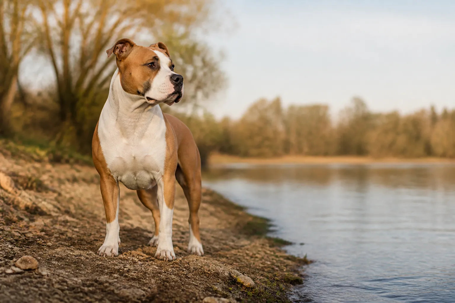 Understanding the American Staffordshire Terrier barking tendency