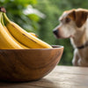 Are Bananas Good for Dogs? Understanding the Benefits and Risks