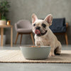 Are Biscuits Okay for Dogs? What Every Dog Owner Needs to Know