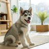 Are Dog Treats Bad for Dogs? Understanding the Risks and Benefits