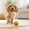 Are Grain-Free Diets Bad for Dogs? Understanding the Risks and Benefits