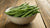 Are Green Beans Good for Dogs? A Comprehensive Guide for Pet Owners