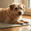 Are Himalayan Dog Chews Safe? A Comprehensive Guide for Pet Owners