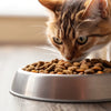 Can Cats Eat Dog Kibble? Understanding the Risks and Nutritional Needs