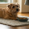 Can Dog Food Go Bad in a Hot Car? A Comprehensive Guide for Pet Owners