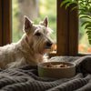 Can Dogs Be Allergic to Dry Food? Understanding Food Allergies in Dogs