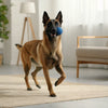 Can Dogs Drink Milk? Exploring the Risks and Rewards