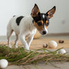 Can Dogs Eat Acorns? Understanding the Risks and Safe Practices