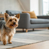 Can Dogs Eat Apricots? A Comprehensive Guide for Pet Owners