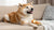 Can Dogs Eat Asparagus? Exploring the Benefits and Risks of This Popular Vegetable
