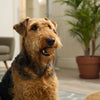 Can Dogs Eat Basil? What Every Pet Owner Should Know