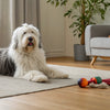 Can Dogs Eat Beets? A Comprehensive Guide for Pet Owners