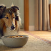 Can Dogs Eat Boiled Eggs? A Comprehensive Guide for Pet Owners