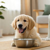 Can Dogs Eat Bok Choy? A Comprehensive Guide for Pet Owners