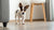 Can Dogs Eat Cake? Understanding the Risks and Alternatives for Your Furry Friend