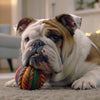 Can Dogs Eat Chicken Broth with Dry Food? Understanding the Benefits and Risks