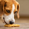 Can Dogs Eat Chicken in a Biscuit Crackers? Understanding the Safety and Implications