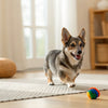 Can Dogs Eat Clementines? Exploring the Citrus Conundrum
