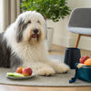 Can Dogs Eat Couscous? Understanding the Nutritional Benefits and Risks