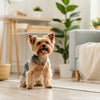 Can Dogs Eat Cucumber? A Comprehensive Guide for Pet Owners