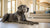 Can Dogs Eat Cumin? Understanding the Safety and Benefits of Cumin for Your Canine Companion