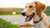 Can Dogs Eat Dry Dog Food? Exploring Nutritional Choices for Your Furry Friend