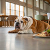 Can Dogs Eat Edamame? Understanding the Risks and Benefits