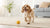 Can Dogs Eat Flax Seeds? Understanding the Benefits and Risks