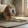 Can Dogs Eat Grapefruit? Understanding the Risks and Benefits
