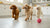 Can Dogs Eat Hot Dogs? Understanding the Risks and Benefits