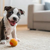 Can Dogs Eat Hot Sauce? Understanding the Risks and Alternatives