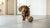Can Dogs Eat Jalapeño Peppers? Exploring the Risks and Alternatives