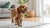 Can Dogs Eat Lamb? Understanding the Benefits, Risks, and Guidelines