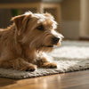 Can Dogs Eat Melon? A Comprehensive Guide for Pet Parents