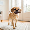 Can Dogs Eat Mozzarella? Understanding Cheese and Canine Nutrition