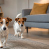 Can Dogs Eat Nectarine? A Comprehensive Guide for Pet Owners
