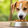 Can Dogs Eat Only Wet Food? Exploring Nutritional Benefits and Considerations