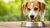 Can Dogs Eat Only Wet Food? Exploring Nutritional Benefits and Considerations