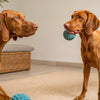 Can Dogs Eat Passion Fruit? Understanding the Risks and Benefits