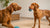 Can Dogs Eat Passion Fruit? Understanding the Risks and Benefits