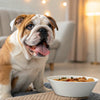 Can Dogs Eat Persimmons? A Comprehensive Guide for Pet Owners