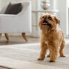 Can Dogs Eat Plums? Understanding the Risks and Benefits of This Juicy Fruit