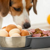 Can Dogs Eat Raw Eggs with Dog Food? A Comprehensive Guide