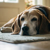 Can Dogs Eat Raw Meat? Exploring the Benefits and Risks