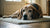 Can Dogs Eat Raw Meat? Exploring the Benefits and Risks