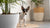 Can Dogs Eat Seafood? Understanding the Benefits and Risks