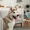 Can Dogs Eat Sesame? Understanding the Benefits and Risks