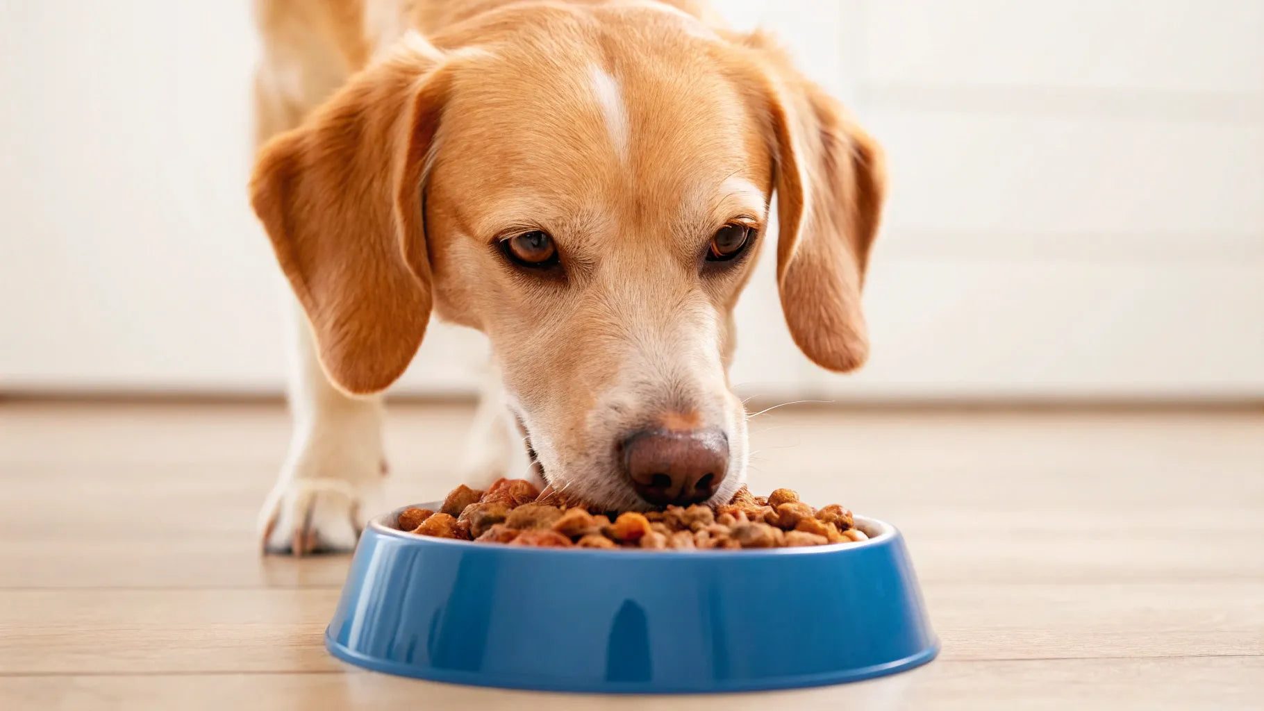 Can Dogs Eat Wet Food Every Day? A Comprehensive Guide | Houndsy - Can Dogs Eat Wet Sand